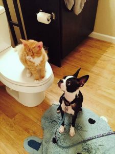 Ringo and buddy