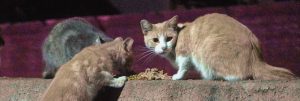 Help Bring Comfort to Homeless Cats